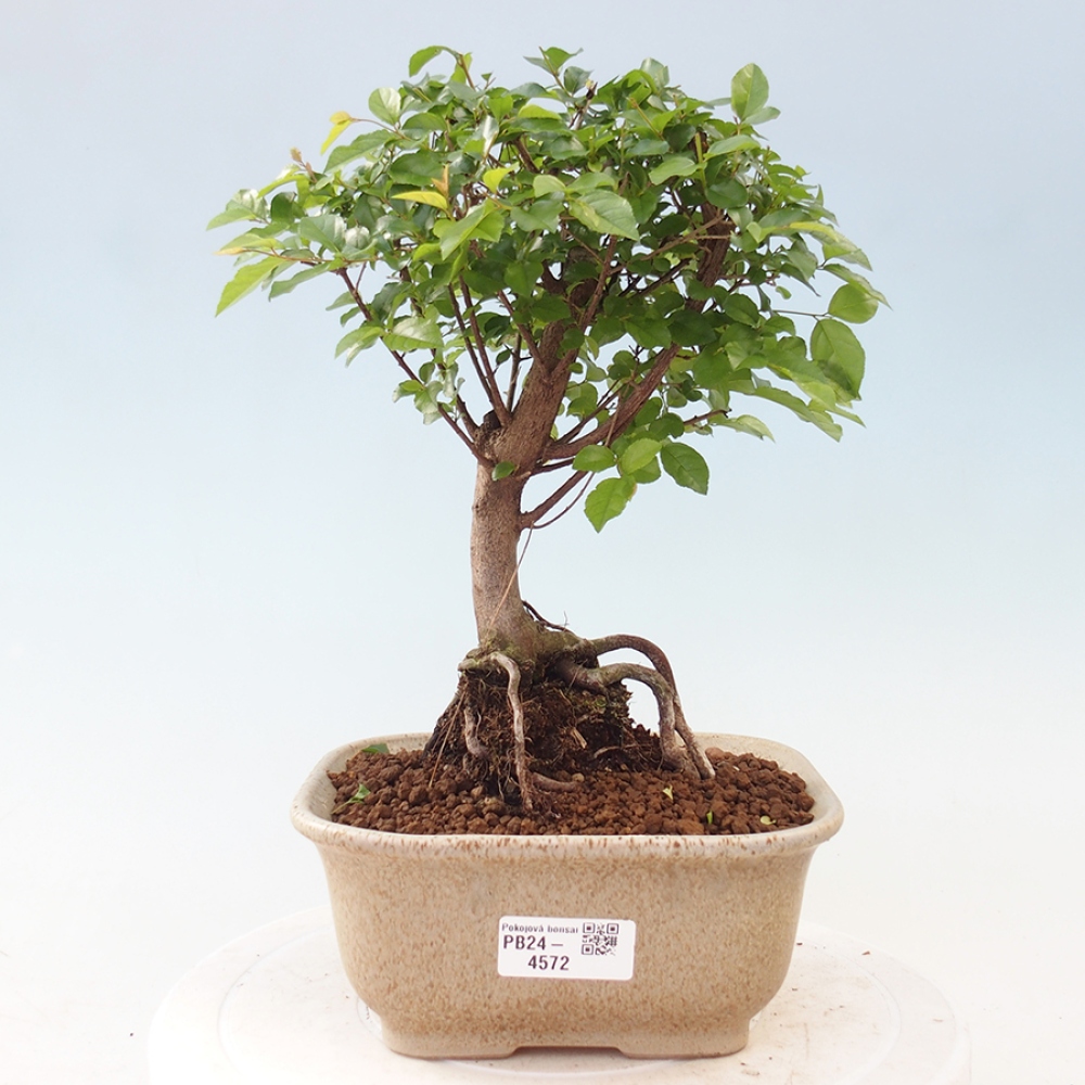 Izbová bonsai - Sagerécie thea - Sagerécie thea