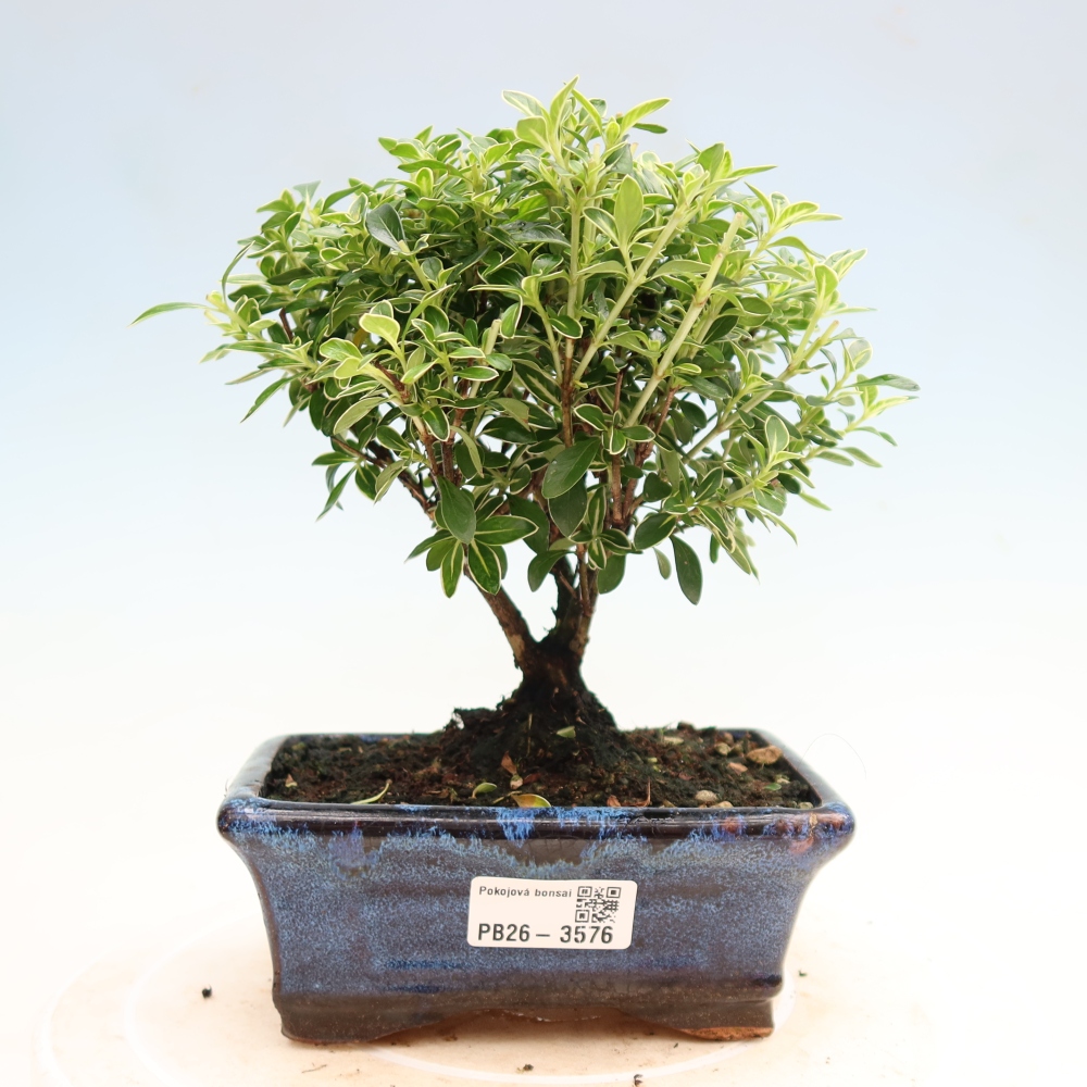 Izba bonsai – Serissa foetida Variegata – Strom tisíc hviezd