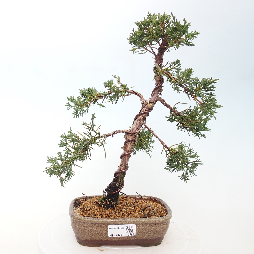 Vonkajší bonsaj - Juniperus chinensis Kishu