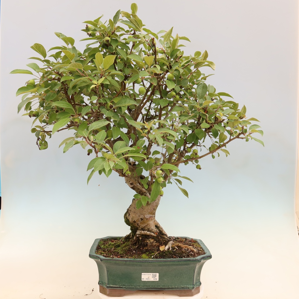 Vonkajší bonsai -Malus halliana - Maloplodá jabloň