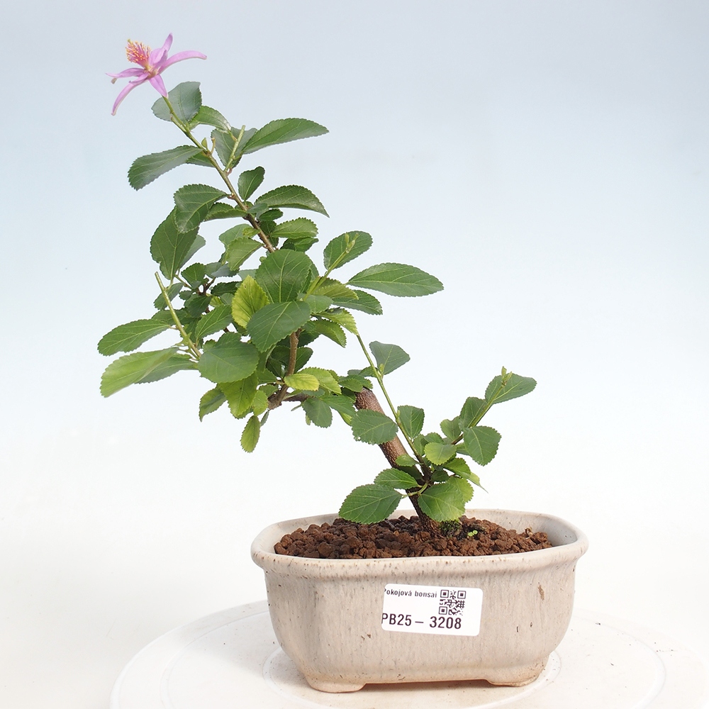 Izbová bonsai - Grewia occidentalis - Hviezdica levanduľová