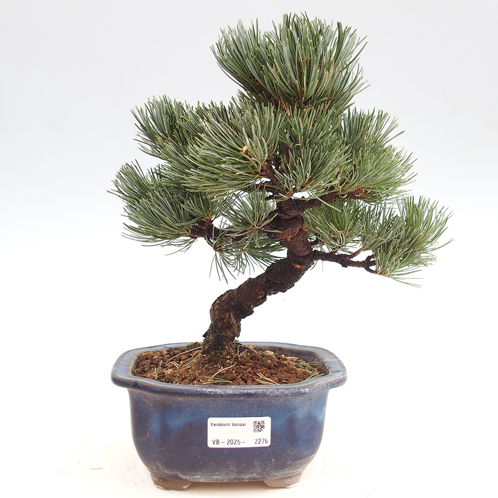 Vonkajšie bonsai - Pinus parviflora - Borovica drobnokvetá