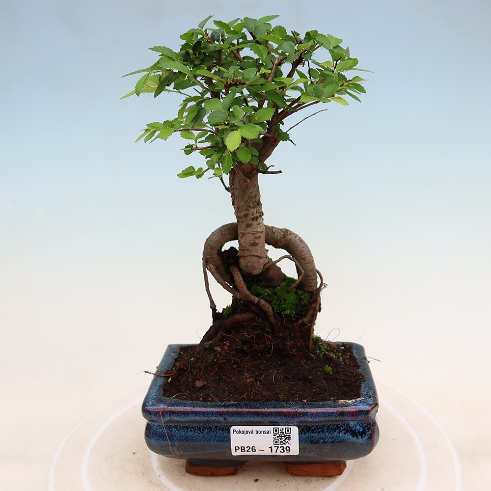 Izbový bonsaj - Ulmus parvifolia - brest malolistý