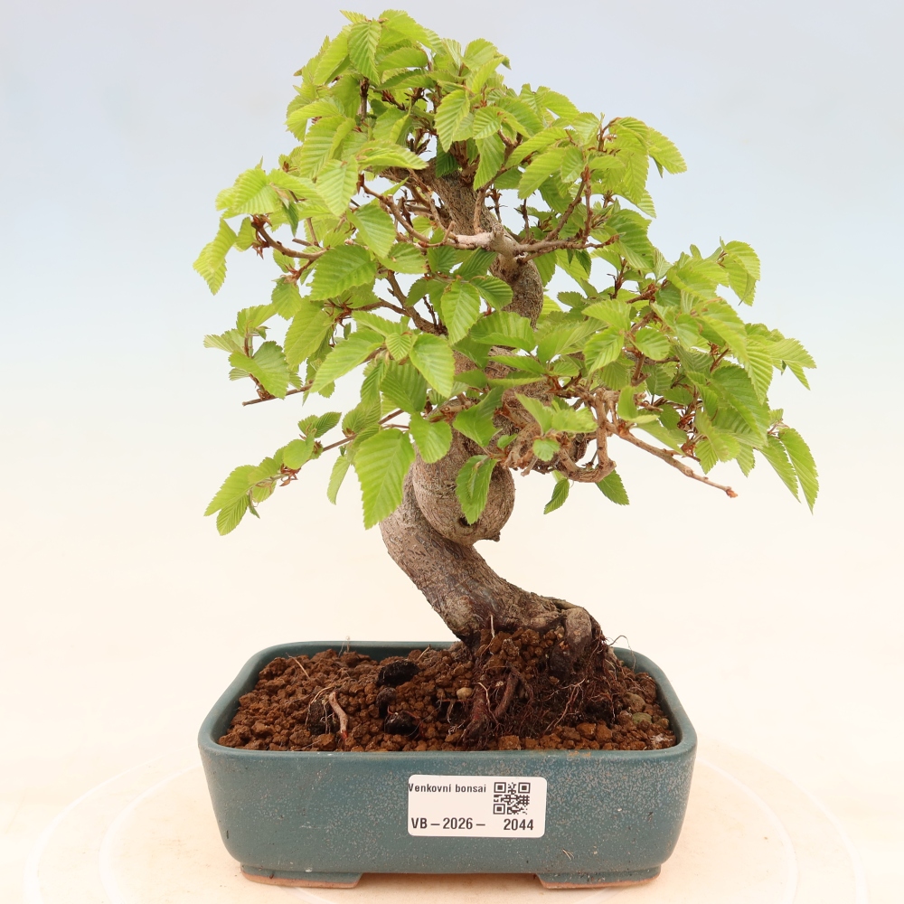 Vonkajší bonsaj -Carpinus coreana - Hrab kórejský