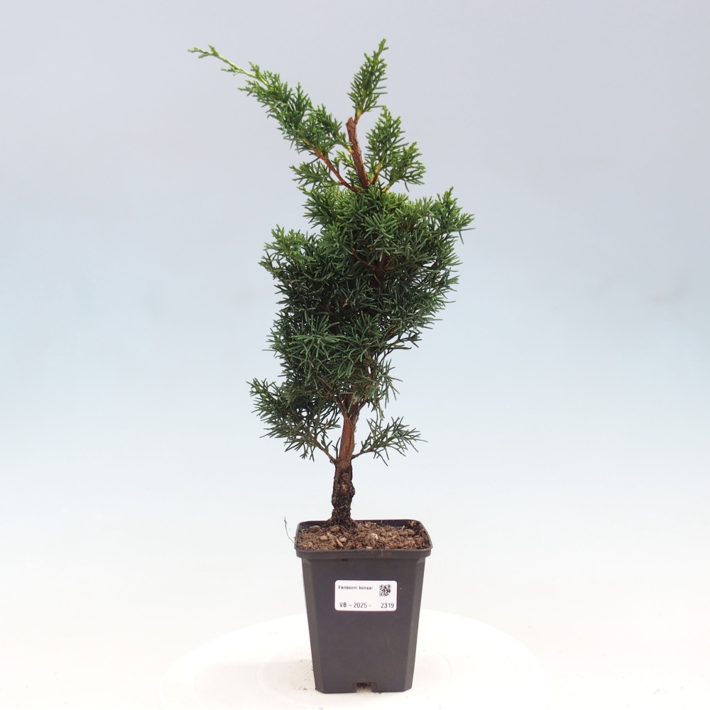 Vonkajšie bonsai - Juniperus chinensis Kishu -Jalovec čínsky