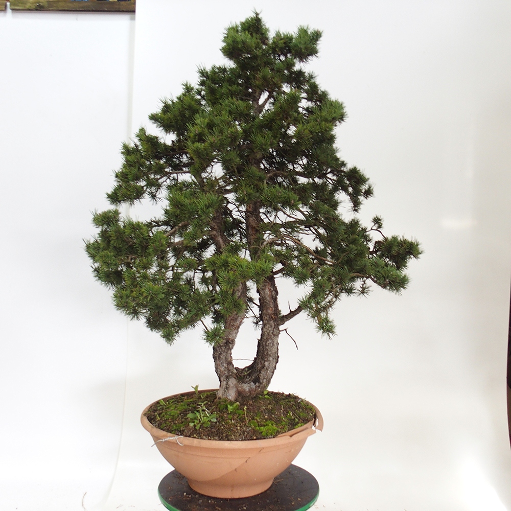 Yamadori - Pinus sylvestris Španielsko