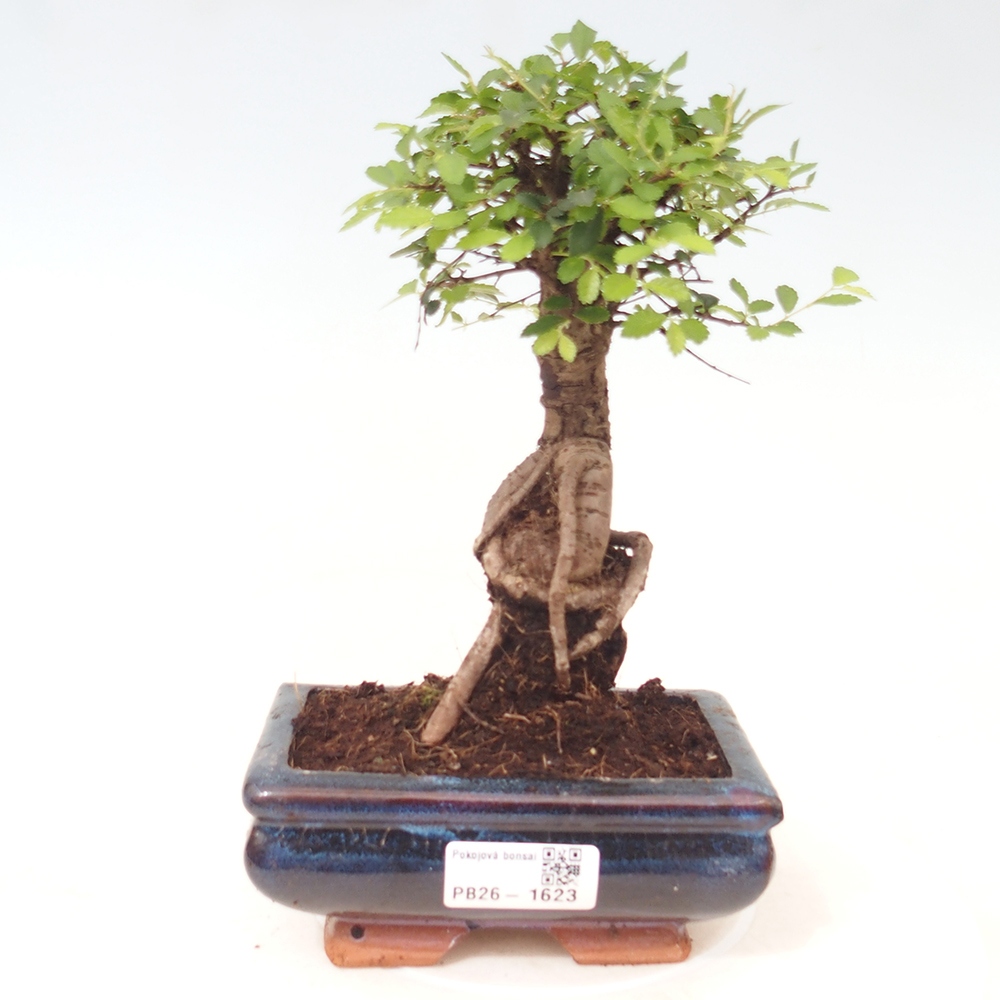 Izbový bonsaj - Ulmus parvifolia - brest malolistý