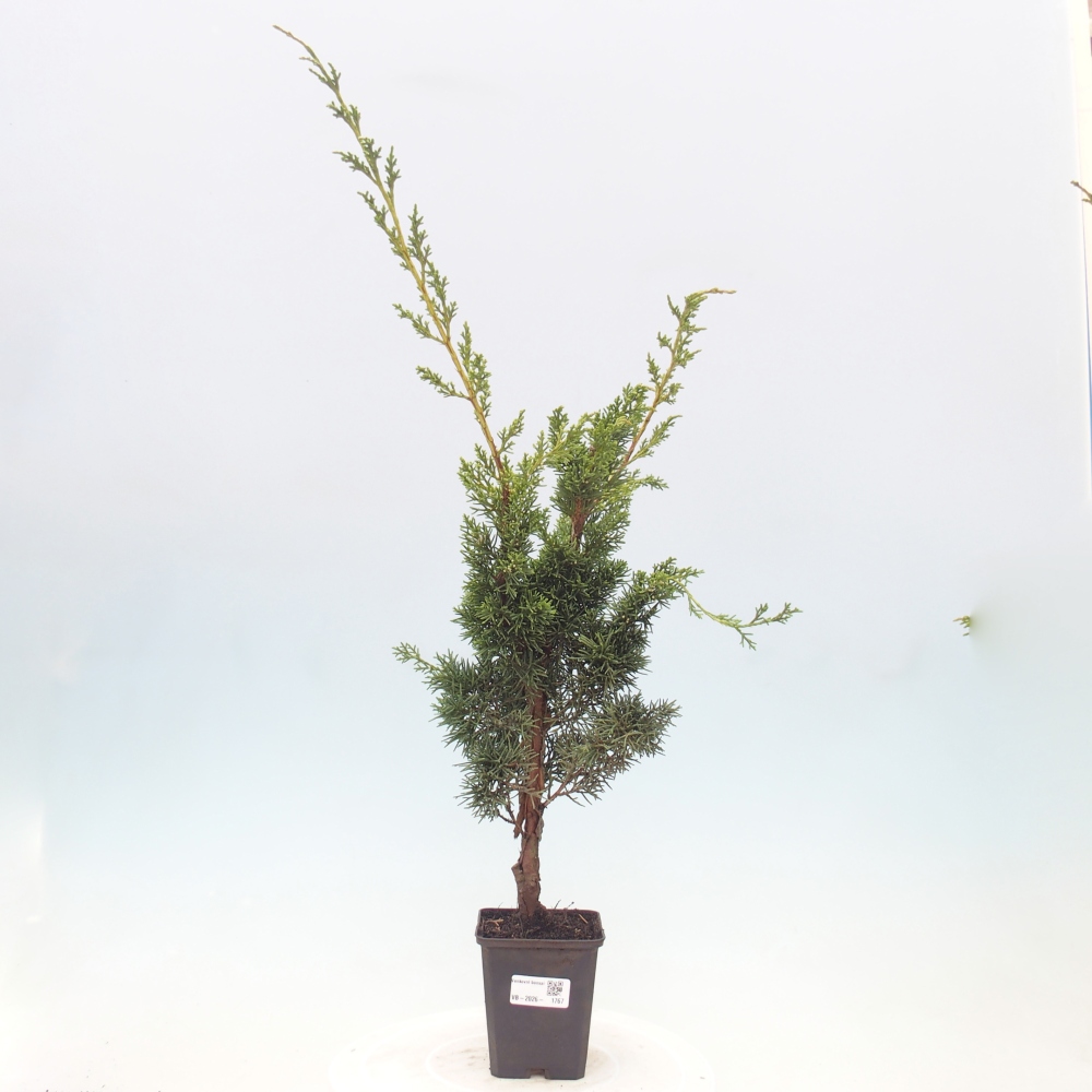 Vonkajší bonsaj - Juniperus chinensis Kishu