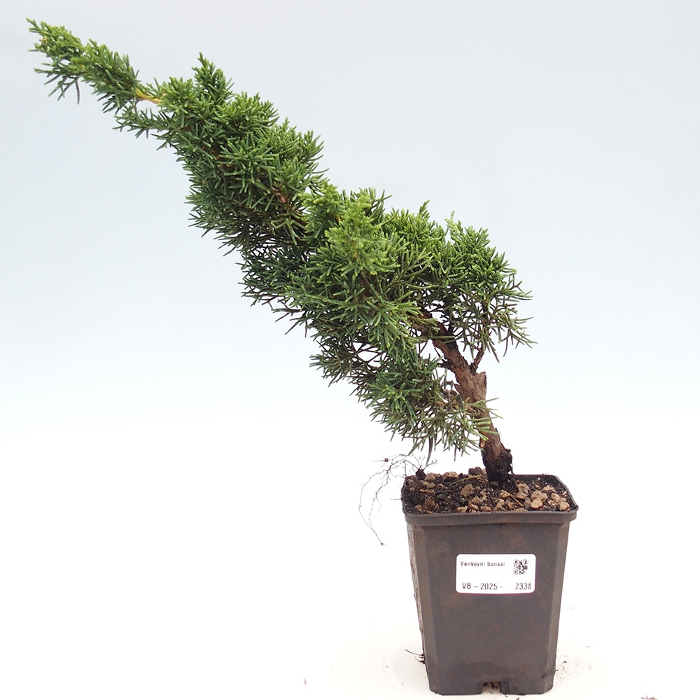 Vonkajšie bonsai - Juniperus chinensis Kishu -Jalovec čínsky