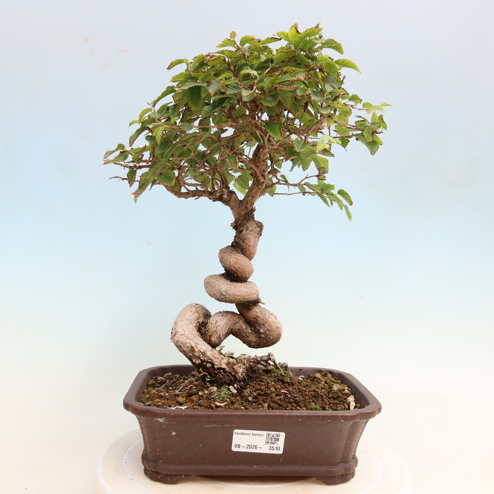 Vonkajšie bonsaje -Carpinus CARPINOIDES - Hrab kórejský
