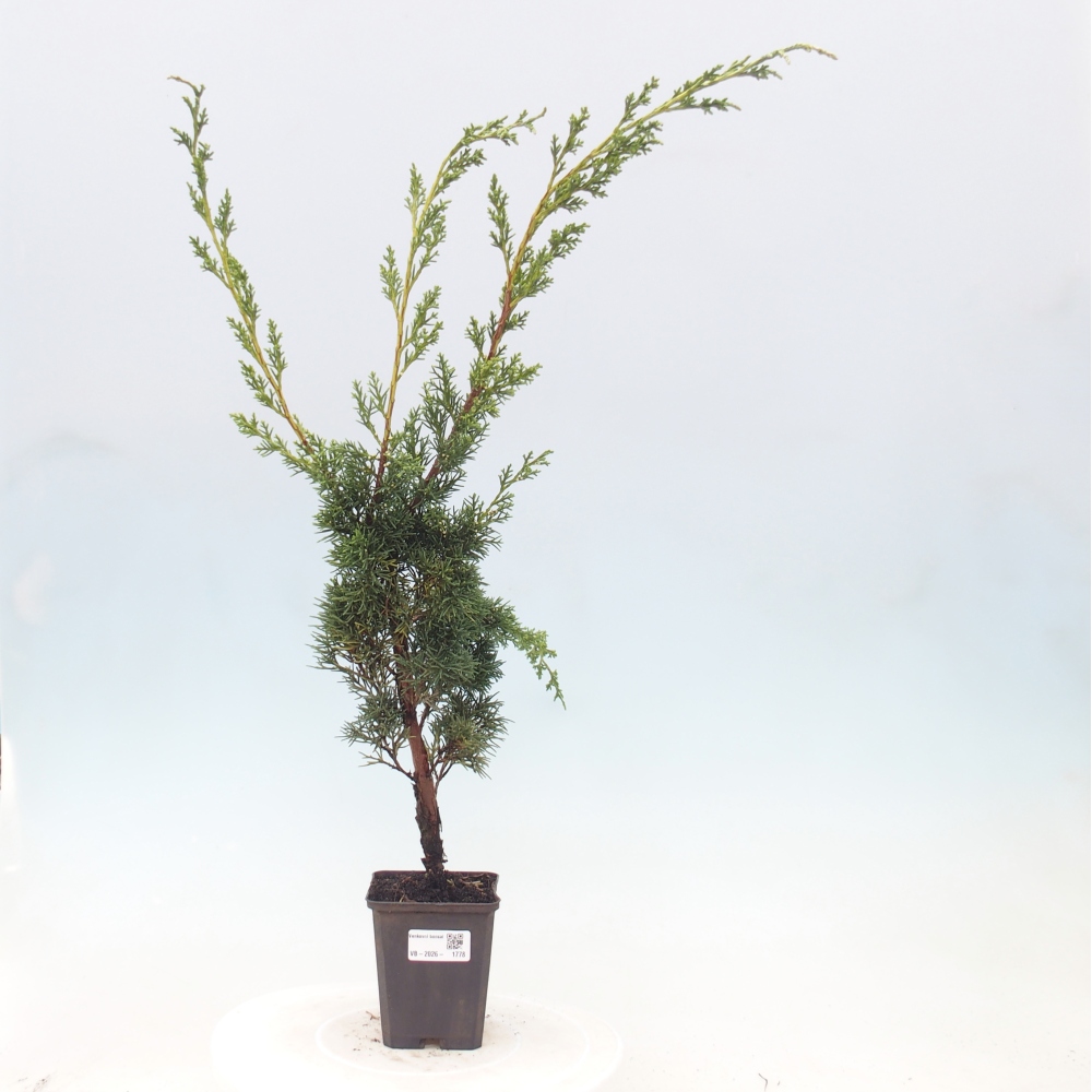 Vonkajší bonsaj - Juniperus chinensis Kishu