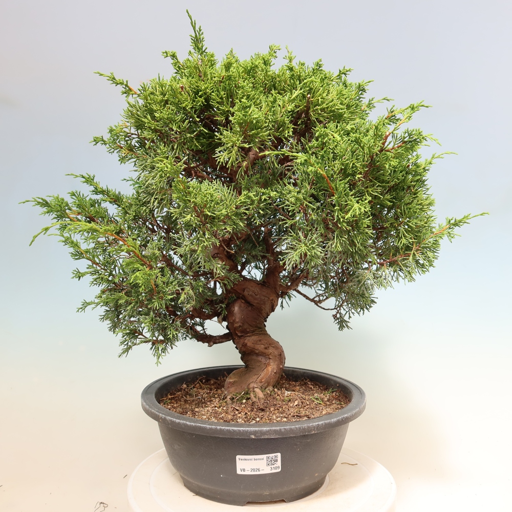 Vonkajší bonsai – Juniperus chinensis Itoigawa – čínsky jalovec