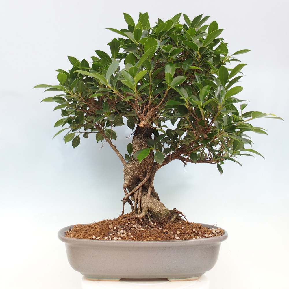 Izbový bonsaj - Ficus kimmen - drobnolistý fikus - len osobný odber alebo preprava na paletách