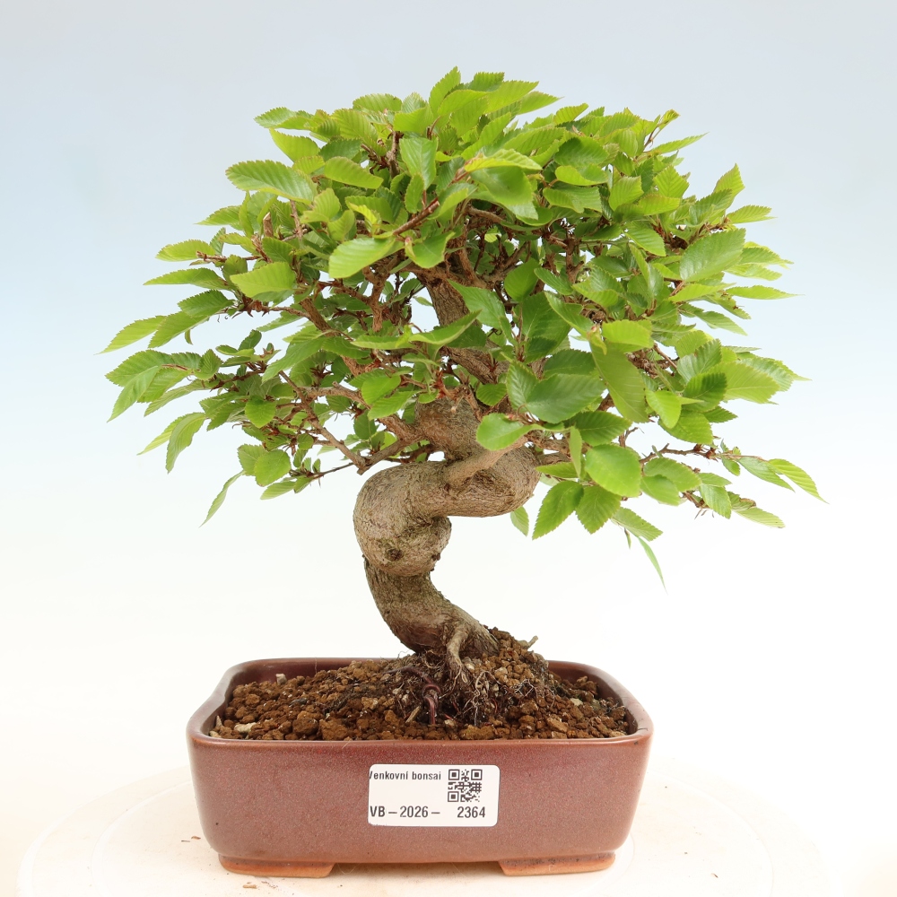 Vonkajší bonsaj -Carpinus coreana - Hrab kórejský