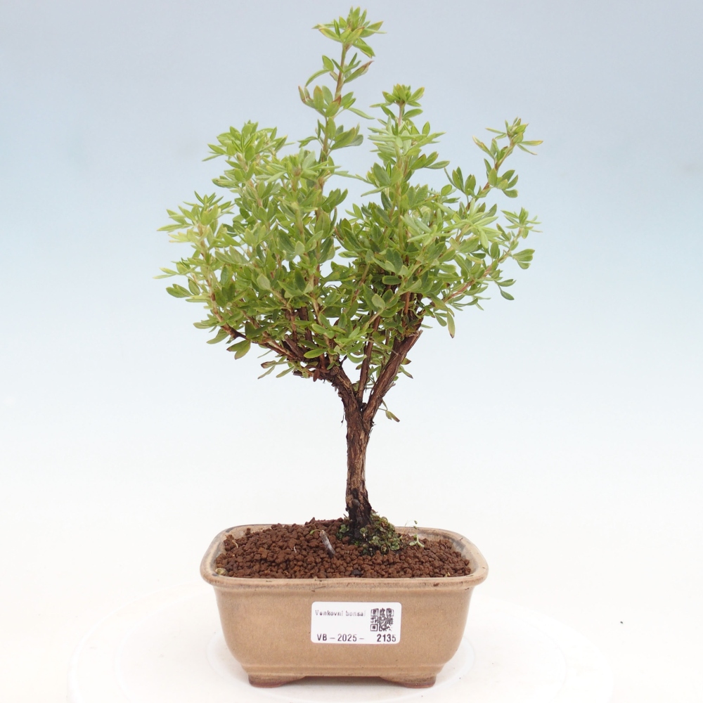 Vonkajšia bonsai-Nátržník krovitá - potentila fruticosa yellow Bird