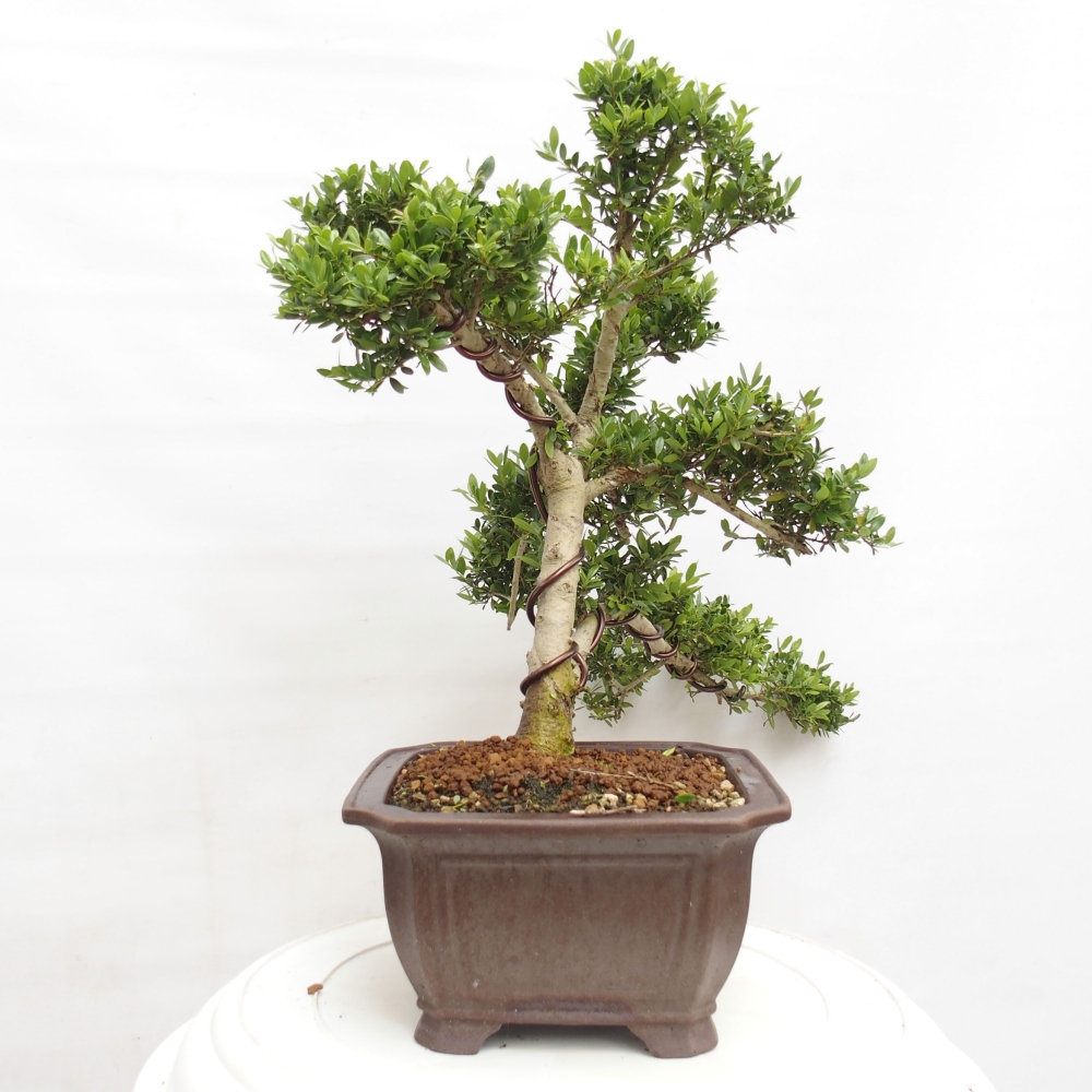 Izbová bonsai - Ilex crenata - Cezmína