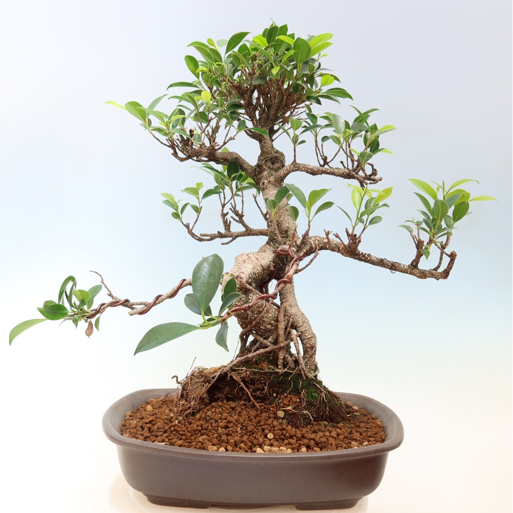 Izbové bonsaje - Ficus kimmen - drobnolistý fikus