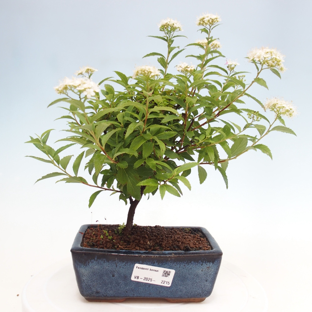 Vonkajší bonsai -malolistý tavoľník - Spirea japonica GENPSI