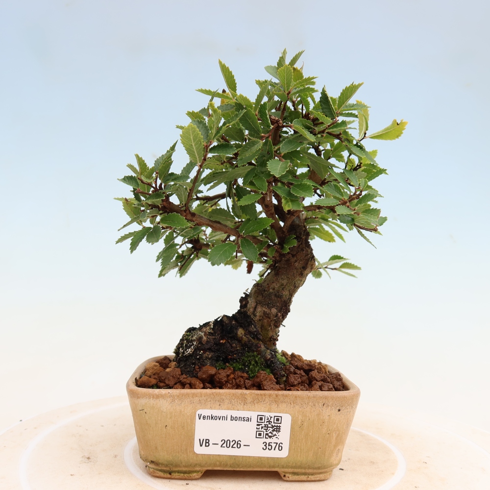 Vonkajšie bonsaje - Zelkova - Zelkova NIRE