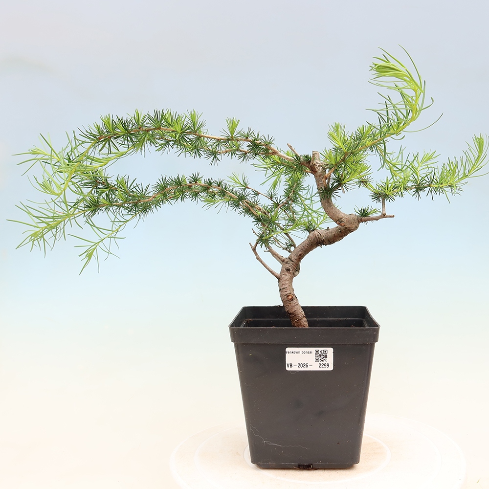 Vonkajšie bonsaje -Larix decidua - Smrekovec