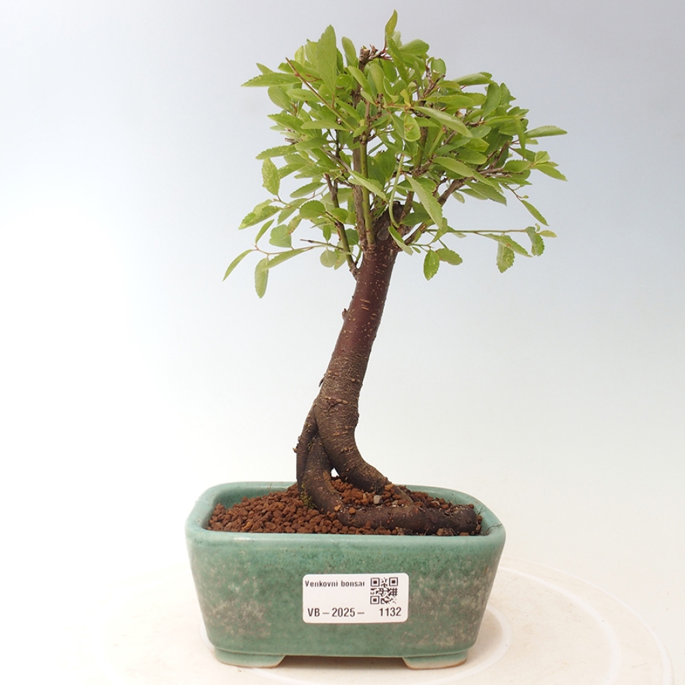 Vonkajšie bonsai - Prunus spinosa - trnka