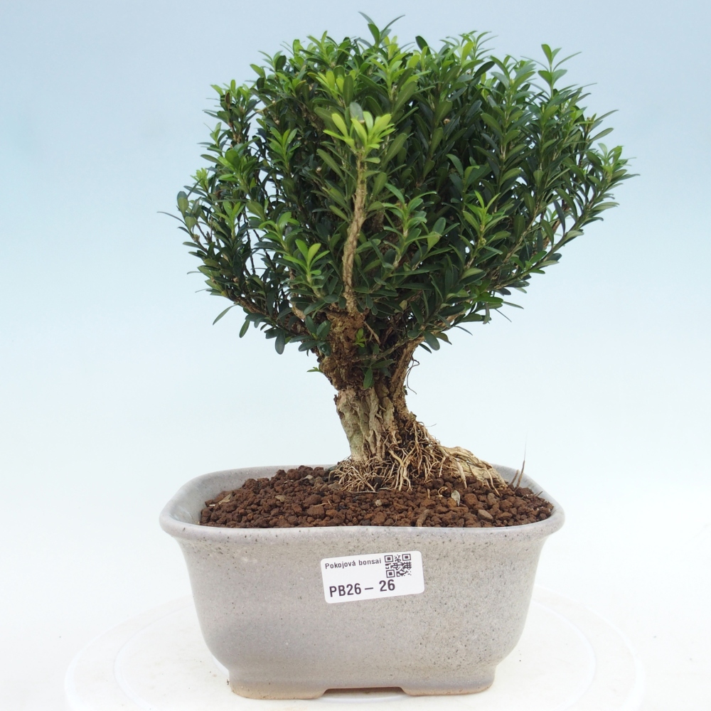 Izbové bonsaje - Buxus harlandii - korkový buxus