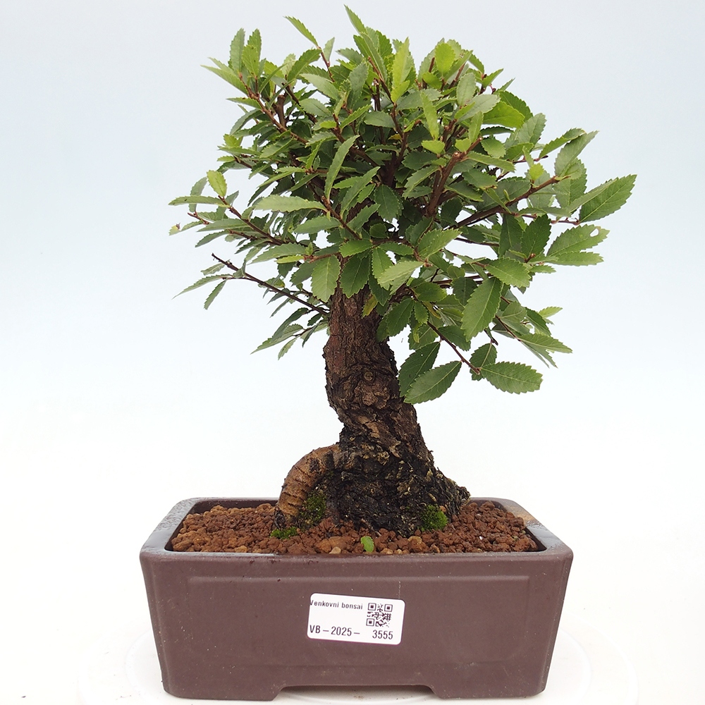 Vonkajšie bonsaje - Zelkova - Zelkova NIRE