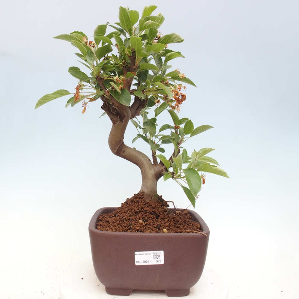 Vonkajší bonsai -Malus halliana - Maloplodá jabloň