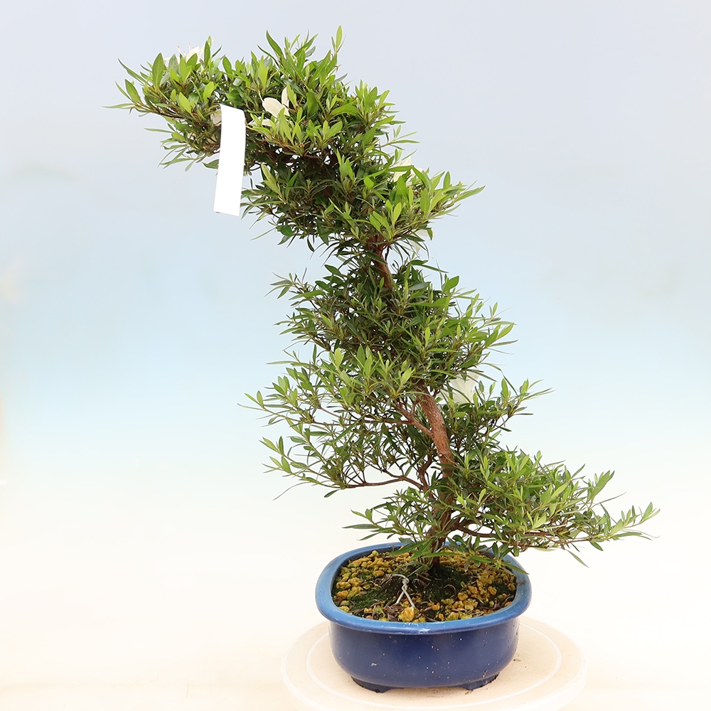 Vonkajšie bonsaje - Japonské azalky - Azalea Hakurin