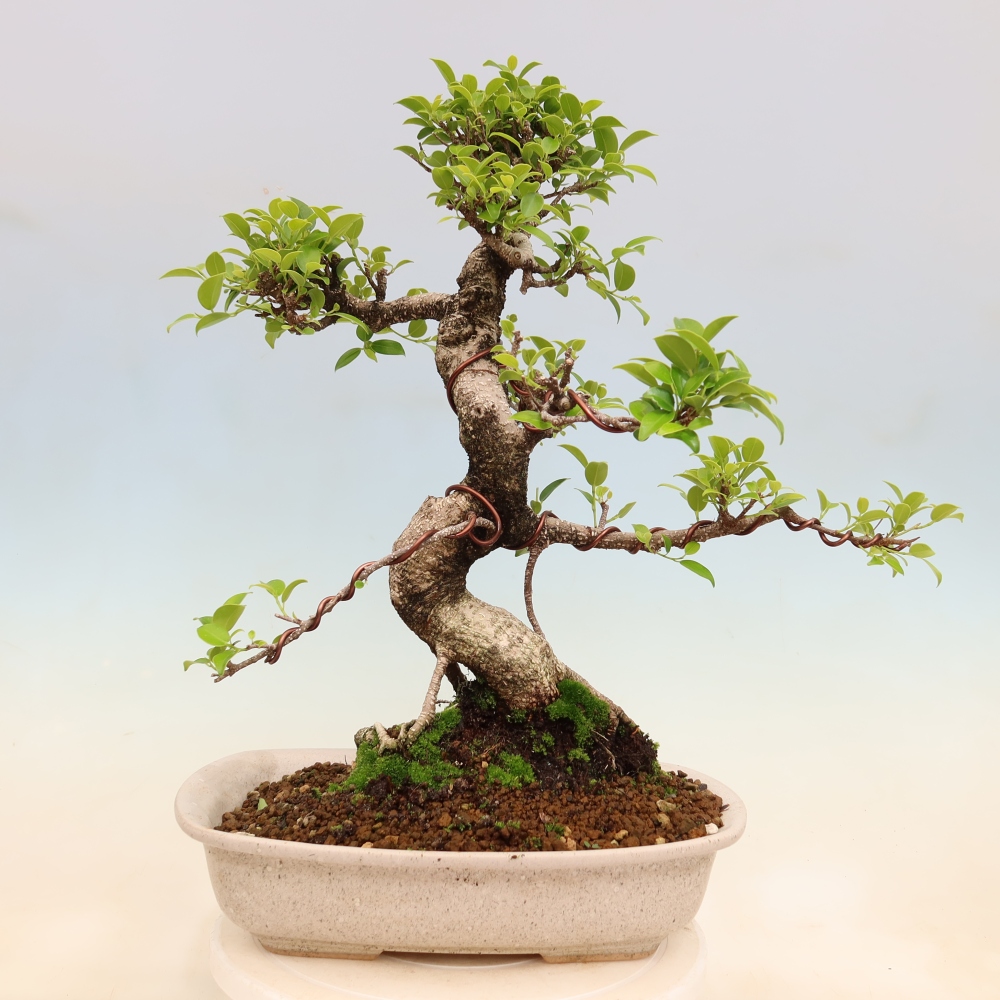 Izbové bonsaje - Ficus kimmen - drobnolistý fikus