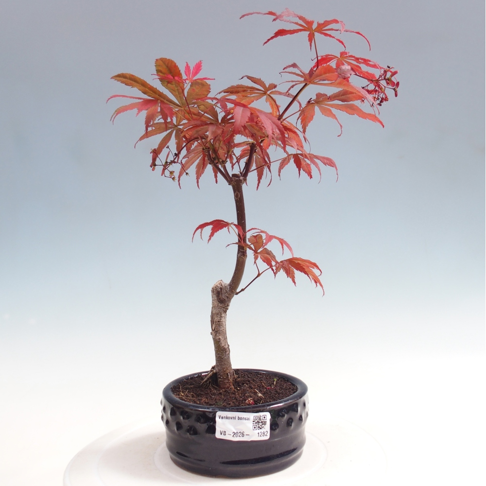 Vonkajšia bonsaj - palma Acer. Atropurpureum-Javor palmový