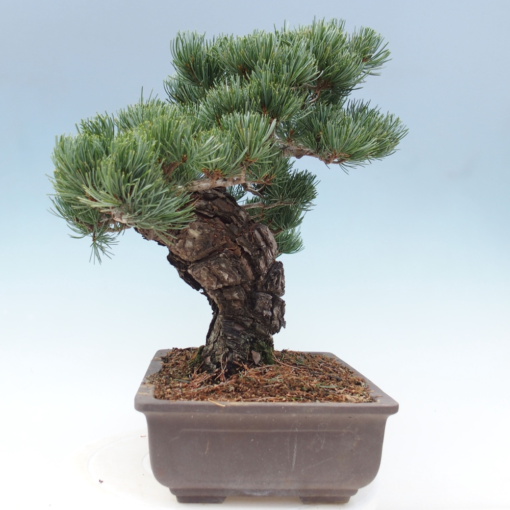Vonkajšie bonsai - Pinus parviflora - Borovica drobnokvetá