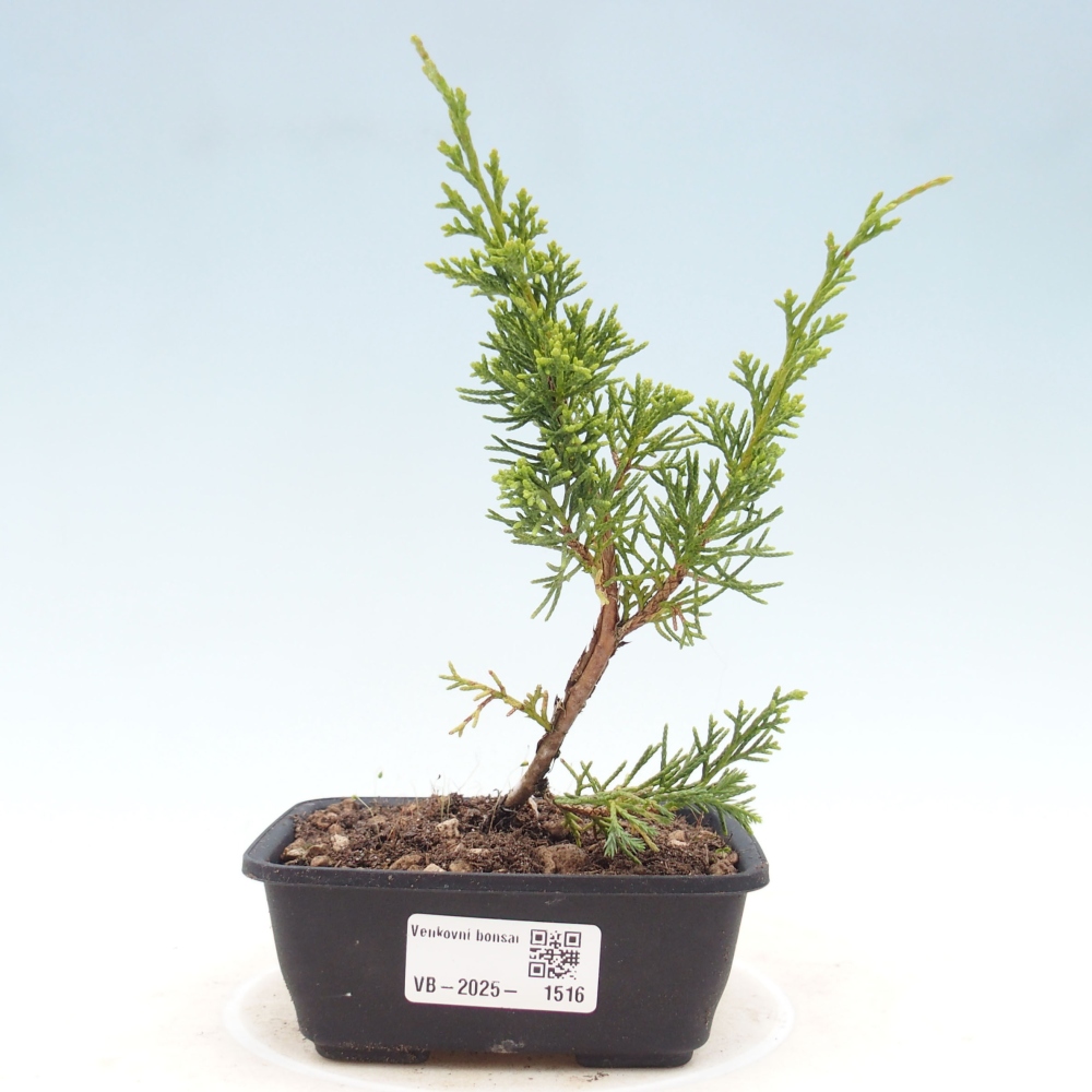 Vonkajší bonsai - Juniperus chinensis Itoigawa -Jalovec čínsky
