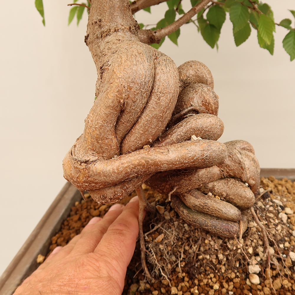 Vonkajší bonsai -Carpinus Coreana - Hrab kórejský