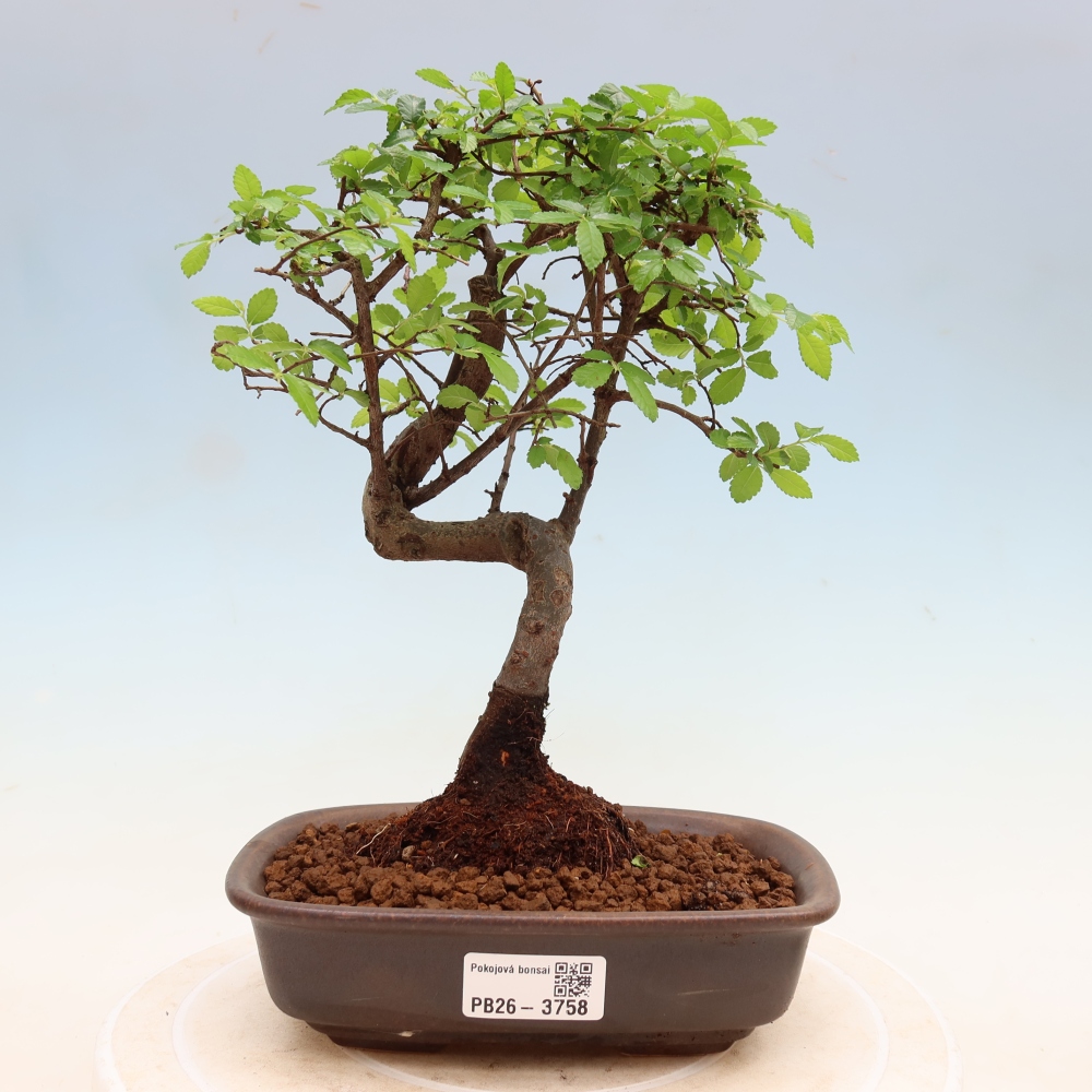 Izbový bonsaj - Ulmus parvifolia - brest malolistý