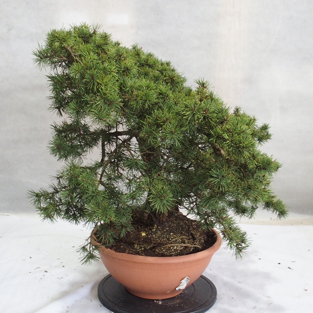Yamadori - Pinus sylvestris 