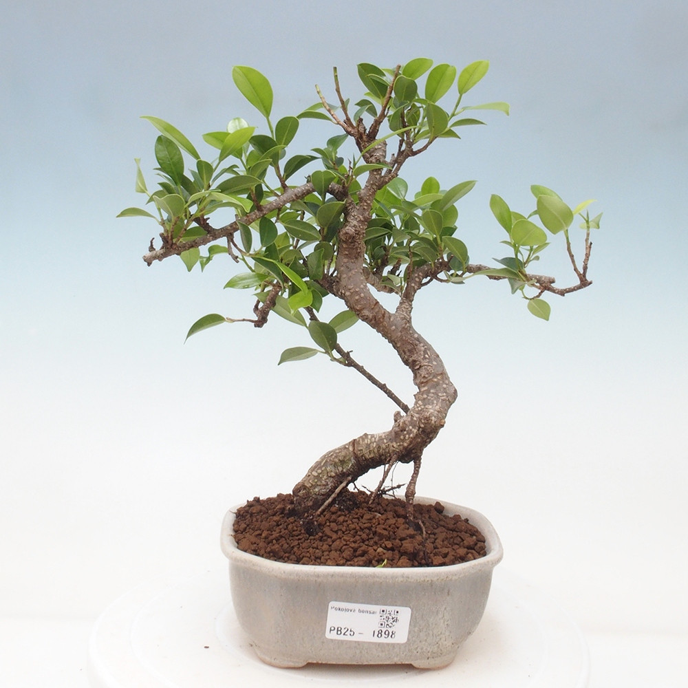 Izbová bonsai - Ficus retusa - malolistá fikus