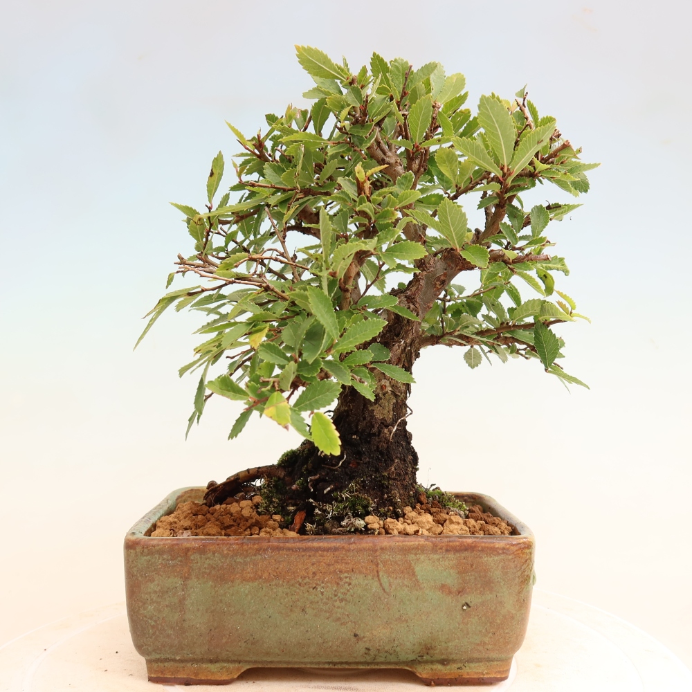 Vonkajšie bonsaje - Zelkova - Zelkova NIRE