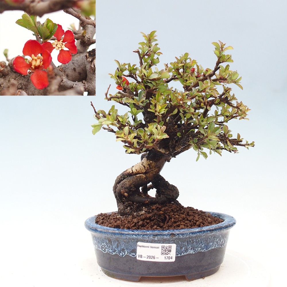 Vonkajšie bonsaje - Chaneomeles speciosa - Kdoule