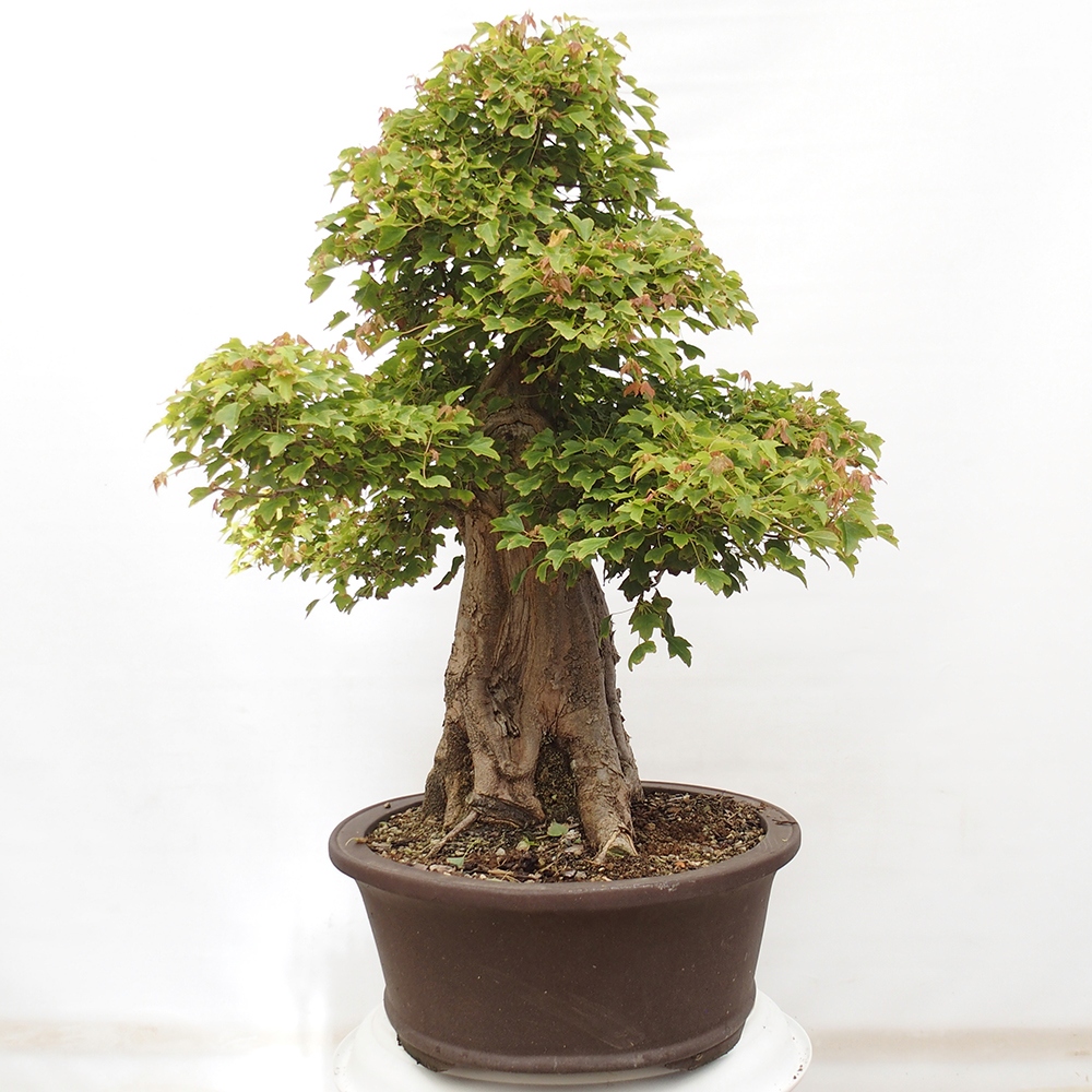 Vonkajšie bonsai - Javor Buergerianum - Javor Burgerův