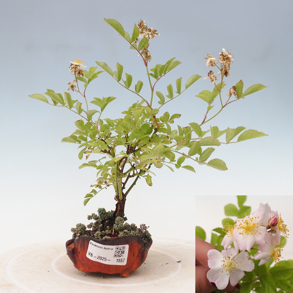 Vonkajší bonsai - Rosa sp. - malokvetá ruža