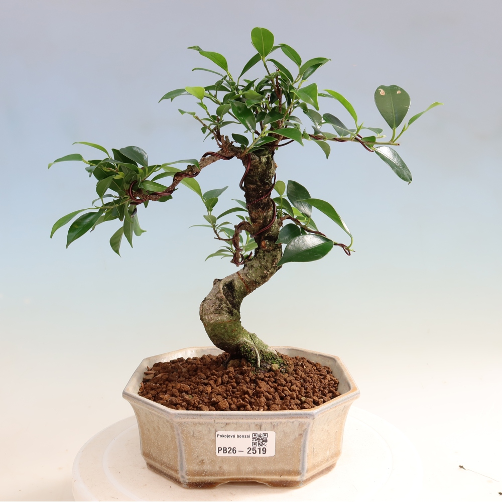 Izbový bonsaj - Ficus retusa - drobnolistý fikus