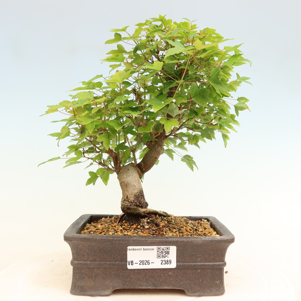 Vonkajšie bonsaje - Javor Burger - Acer Burgerianum