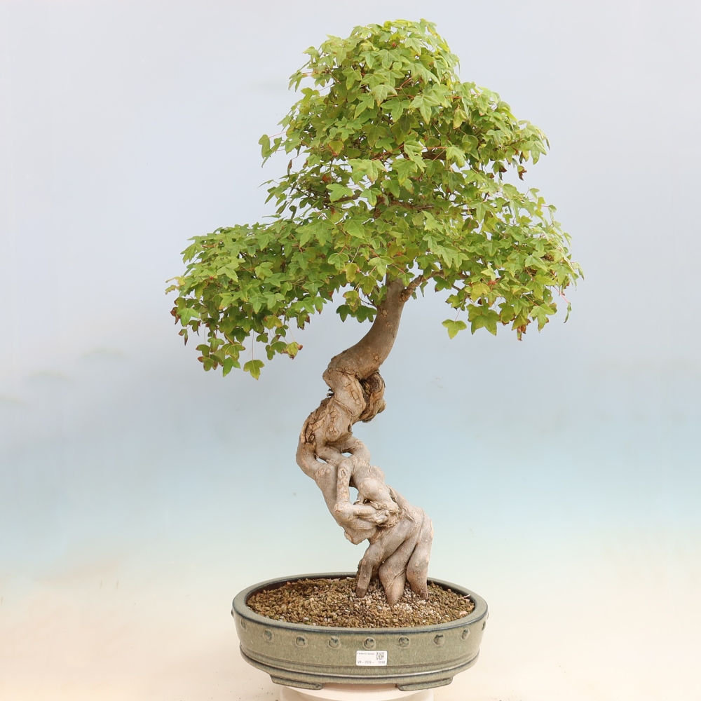 Vonkajšia bonsaj - Acer Buergerianum - Hamburgerový javor