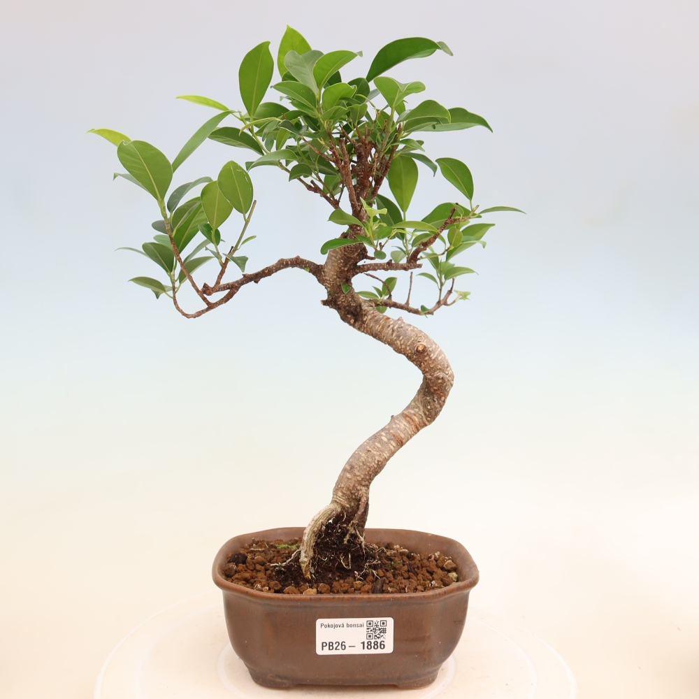 Izbový bonsaj - Ficus retusa - drobnolistý fikus