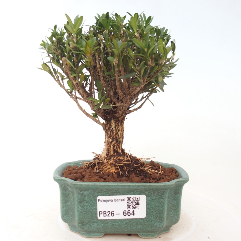 Izbové bonsaje - Buxus harlandii - korkový buxus