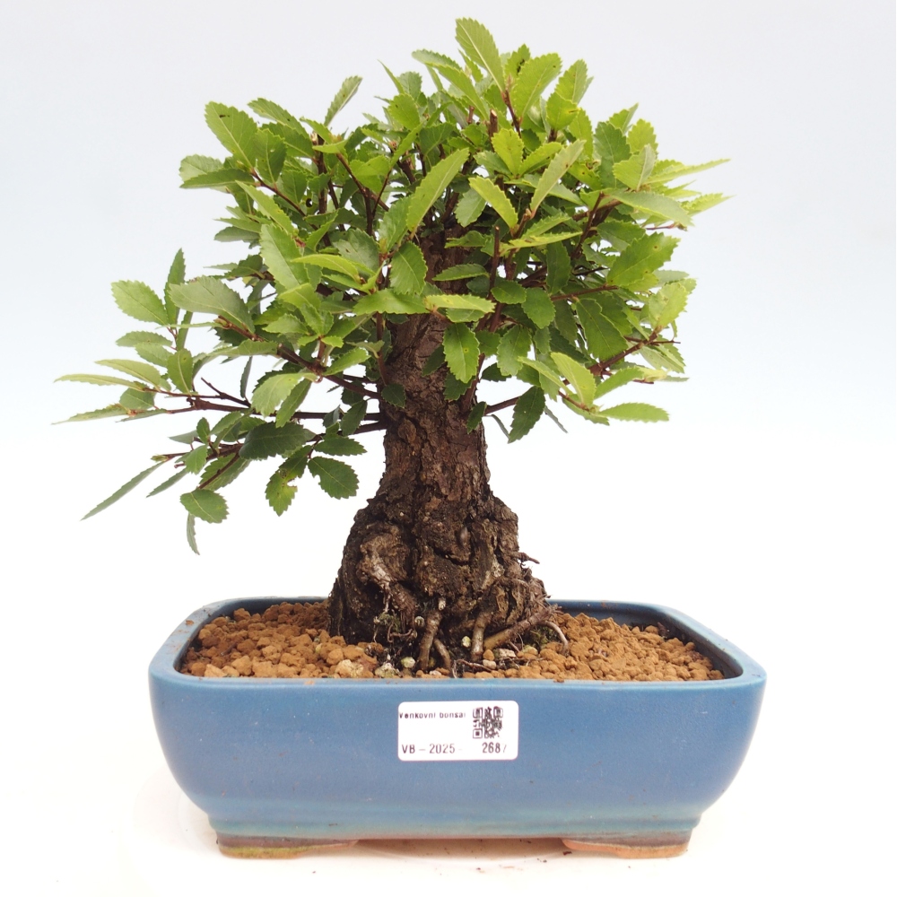 Vonkajšie bonsai - Zelkova - Zelkova Nirom