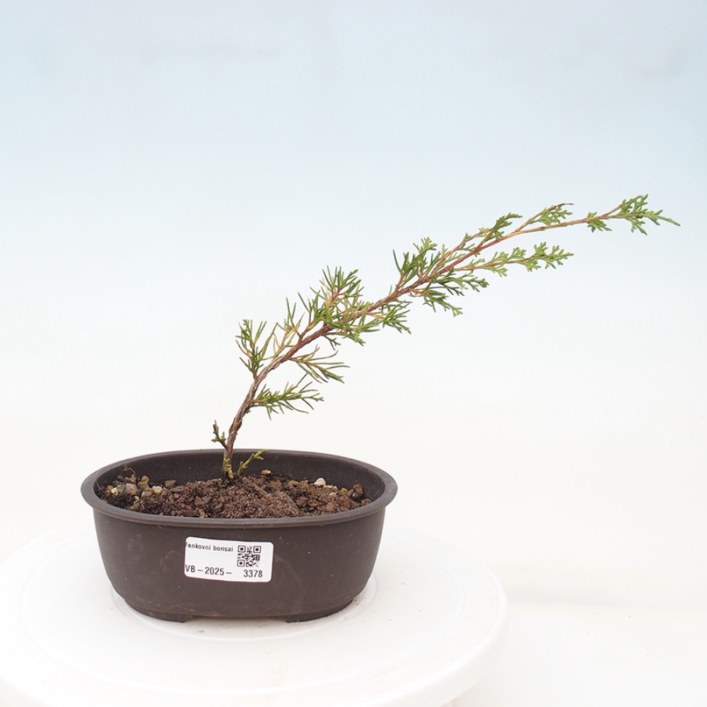 Vonkajší bonsai - Juniperus chinensis Itoigawa -Jalovec čínsky