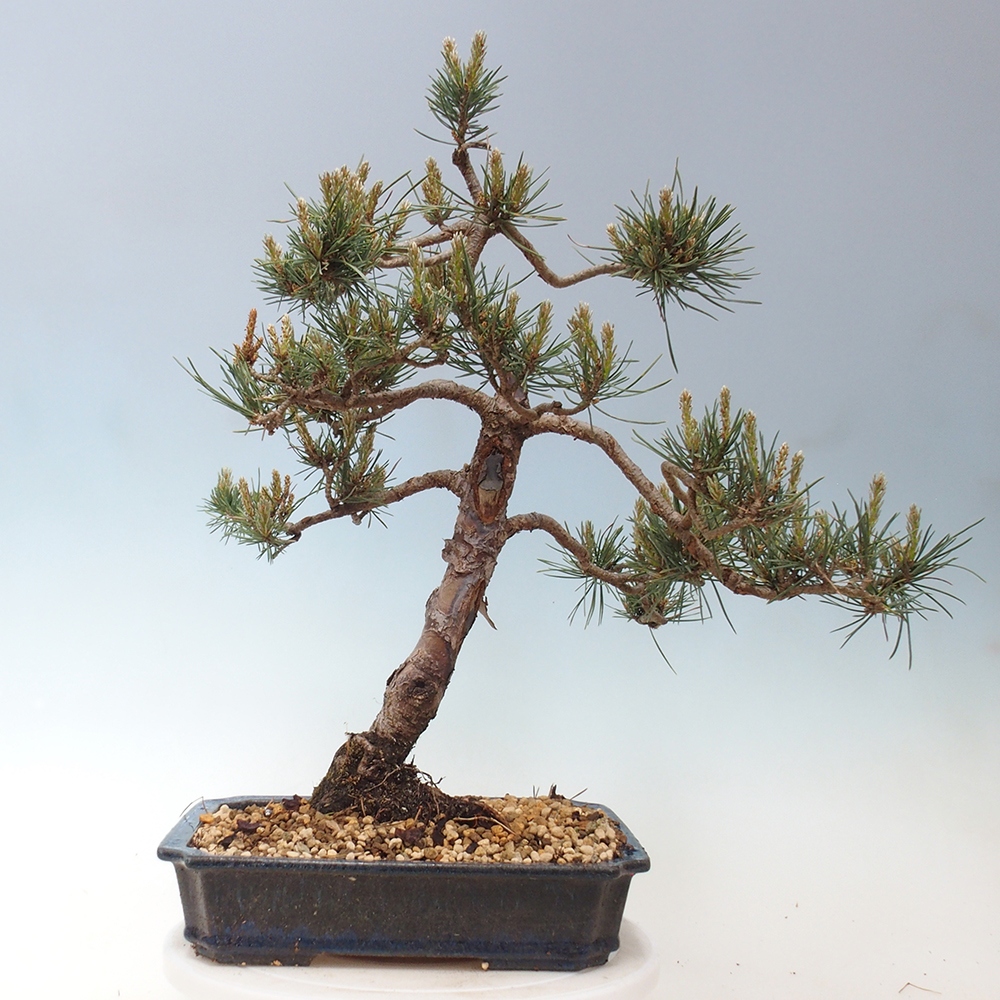 Vonkajšie bonsai - Pinus Sylvestris - Borovica lesná
