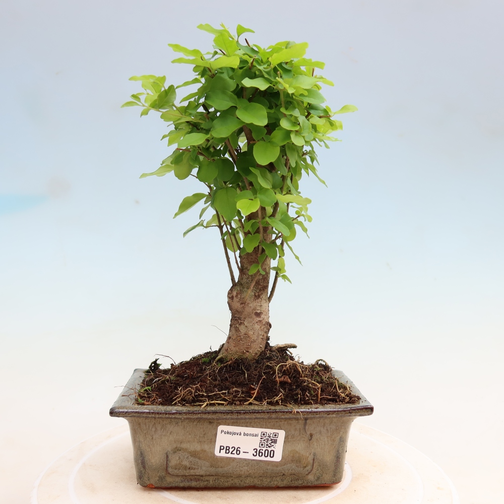 Izbový bonsaj -Ligustrum chinensis - Vtáčí zobák